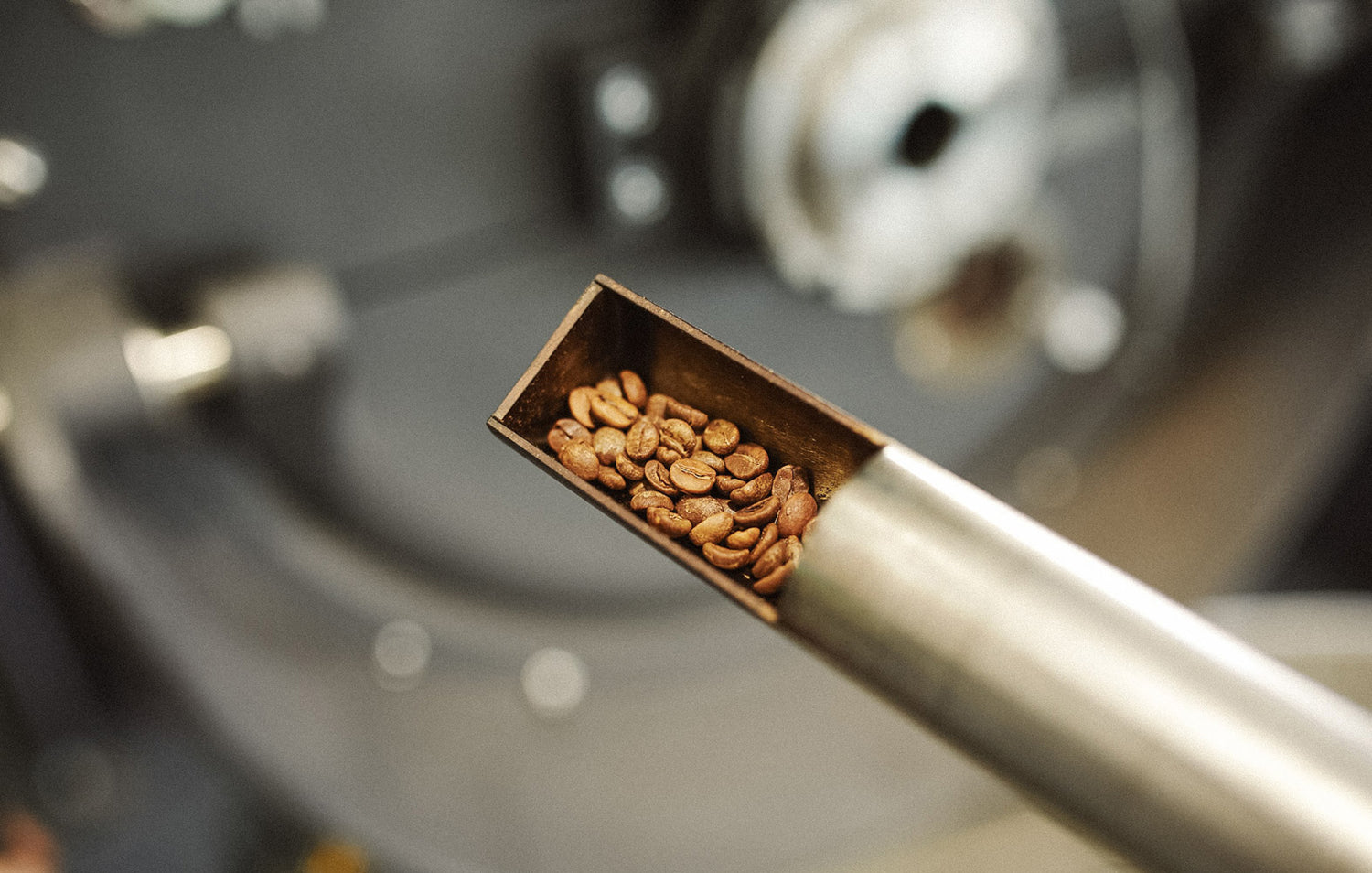geröstetet Kaffeebohnen im Probenzieher