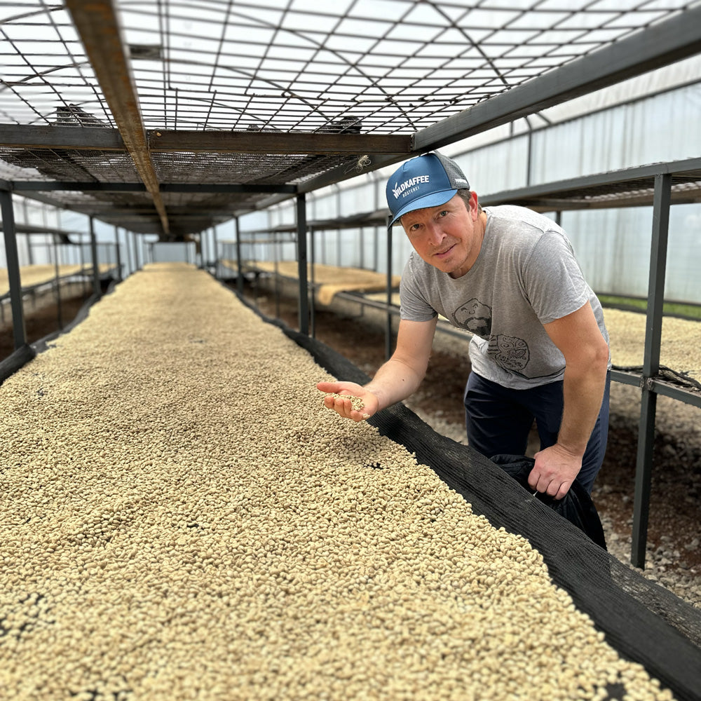 wildkaffee-trockene-aufbereitung-guatemala