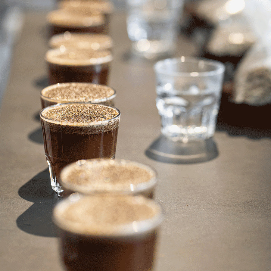 Kaffeegeschmack richtig erkennen: Einsteiger-Guide zum Cupping