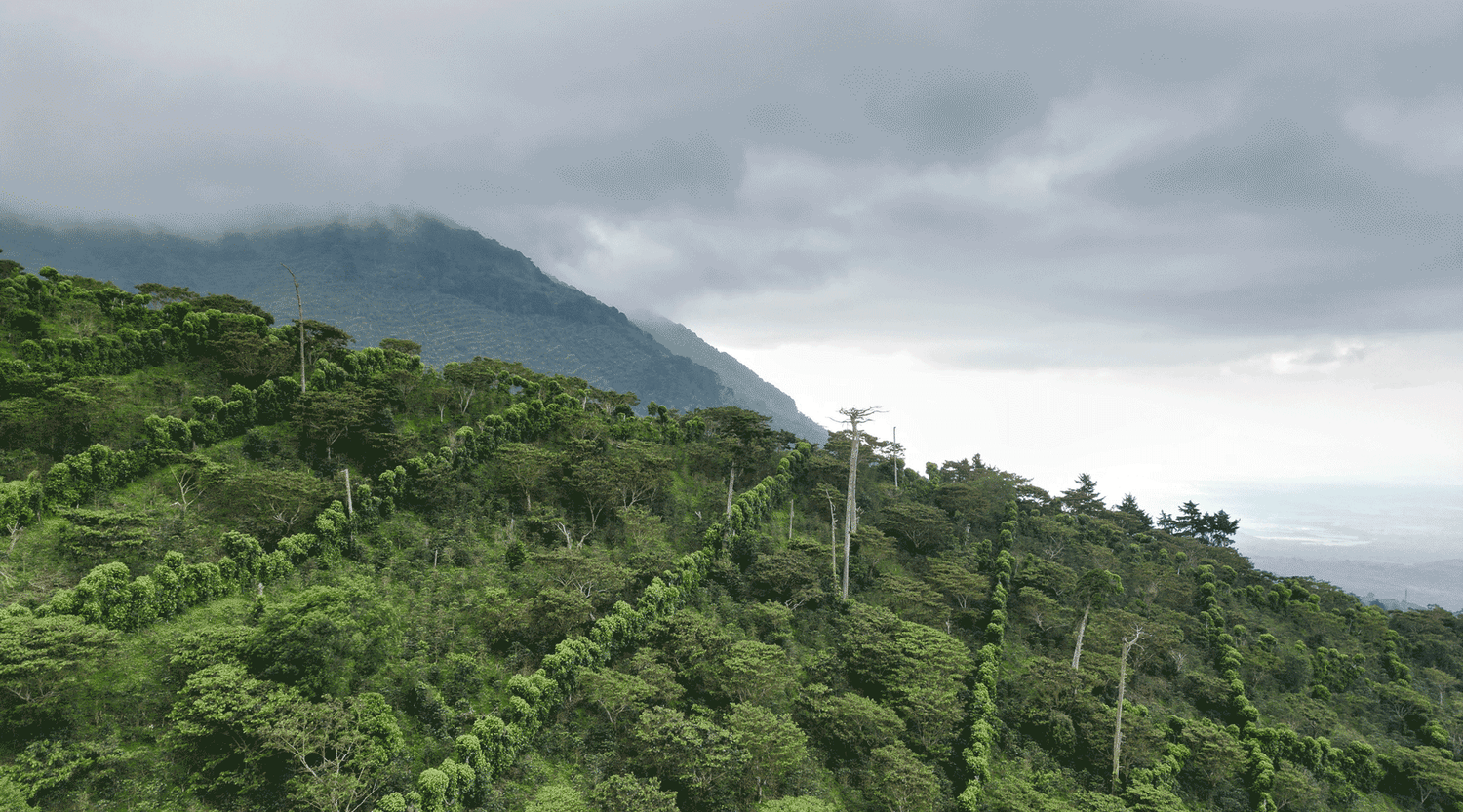 wissenswertes Kaffeeanbau Kaffeefarm el salvador