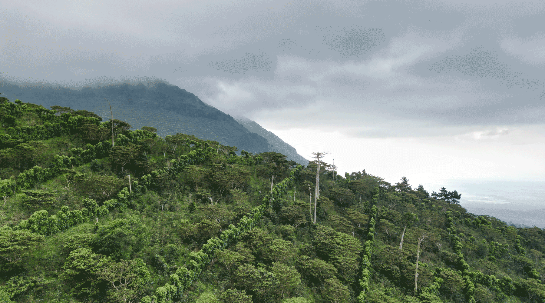 wissenswertes Kaffeeanbau Kaffeefarm el salvador