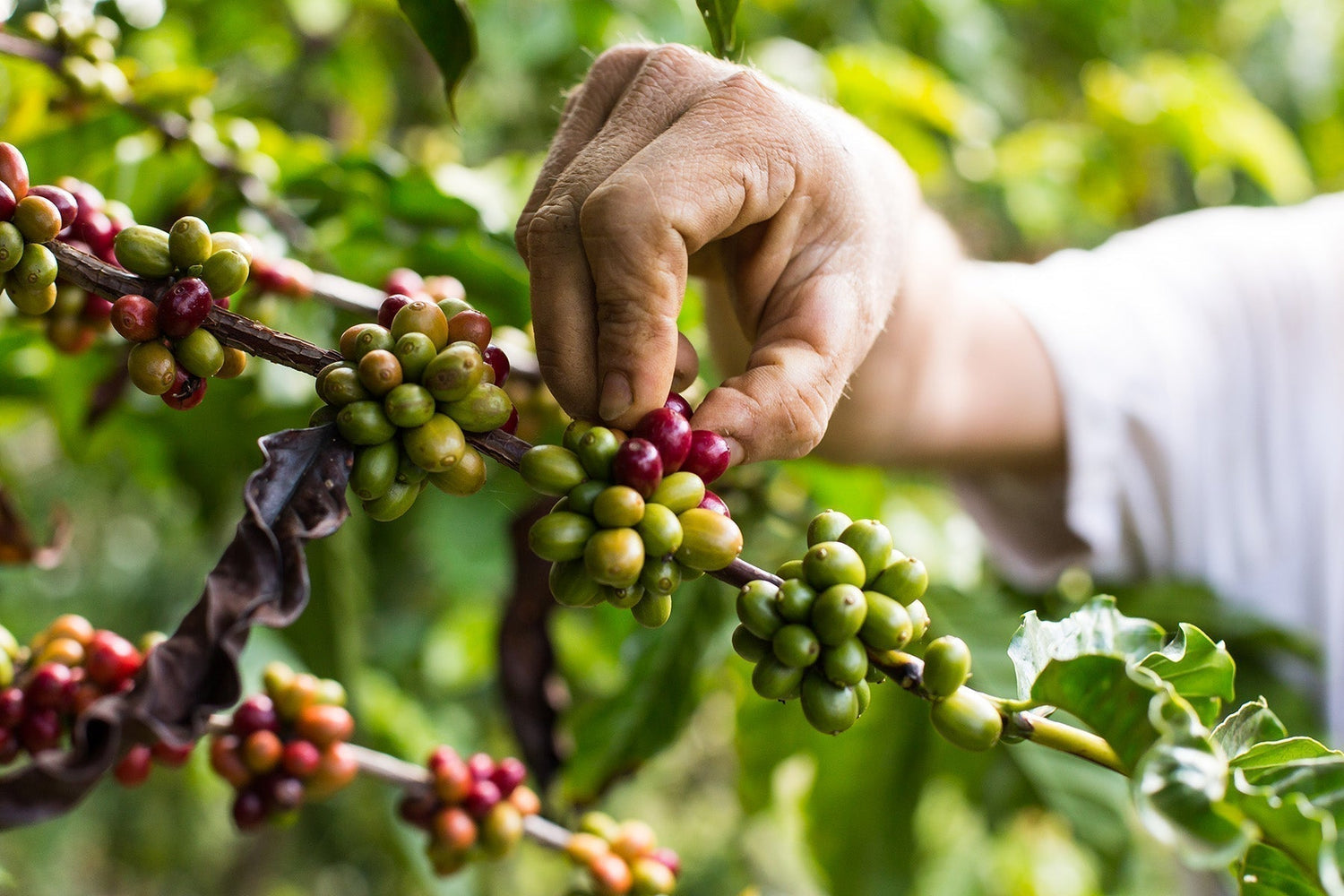 Hand pflückt reife Kaffeekirsche von Zweig