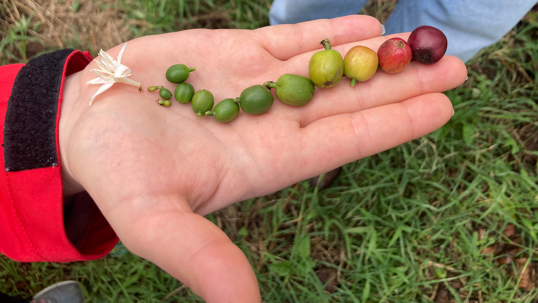 Die Größe der Kaffeebohnen - Qualitätsmerkmal oder ohne Einfluss auf den Geschmack?