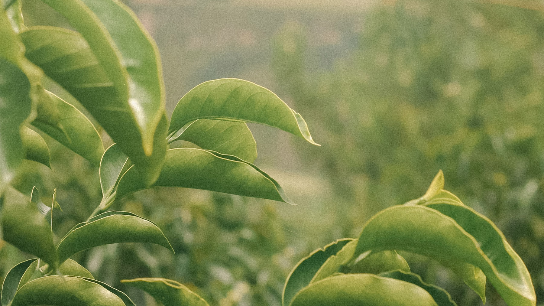 Ist Kaffee vegan? Ja! Nein! Jein!