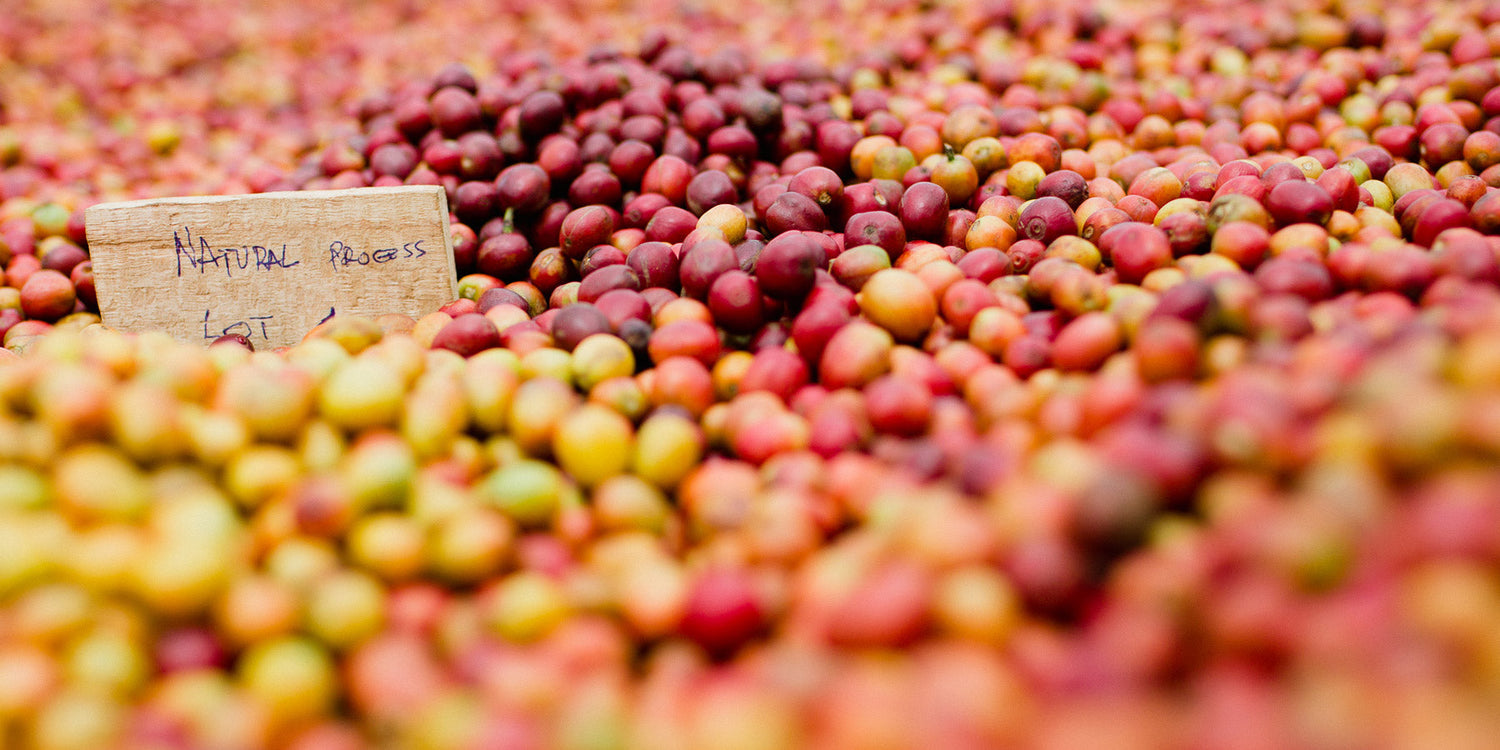 Was ist Specialty Coffee genau?