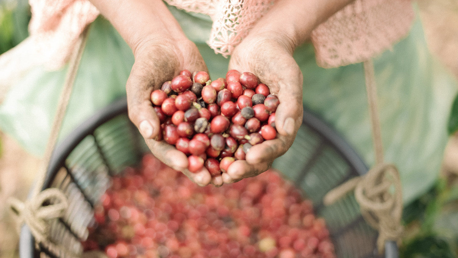 Kaffeekirschen Ernte im Ursprungsland der Marke Wildkaffee