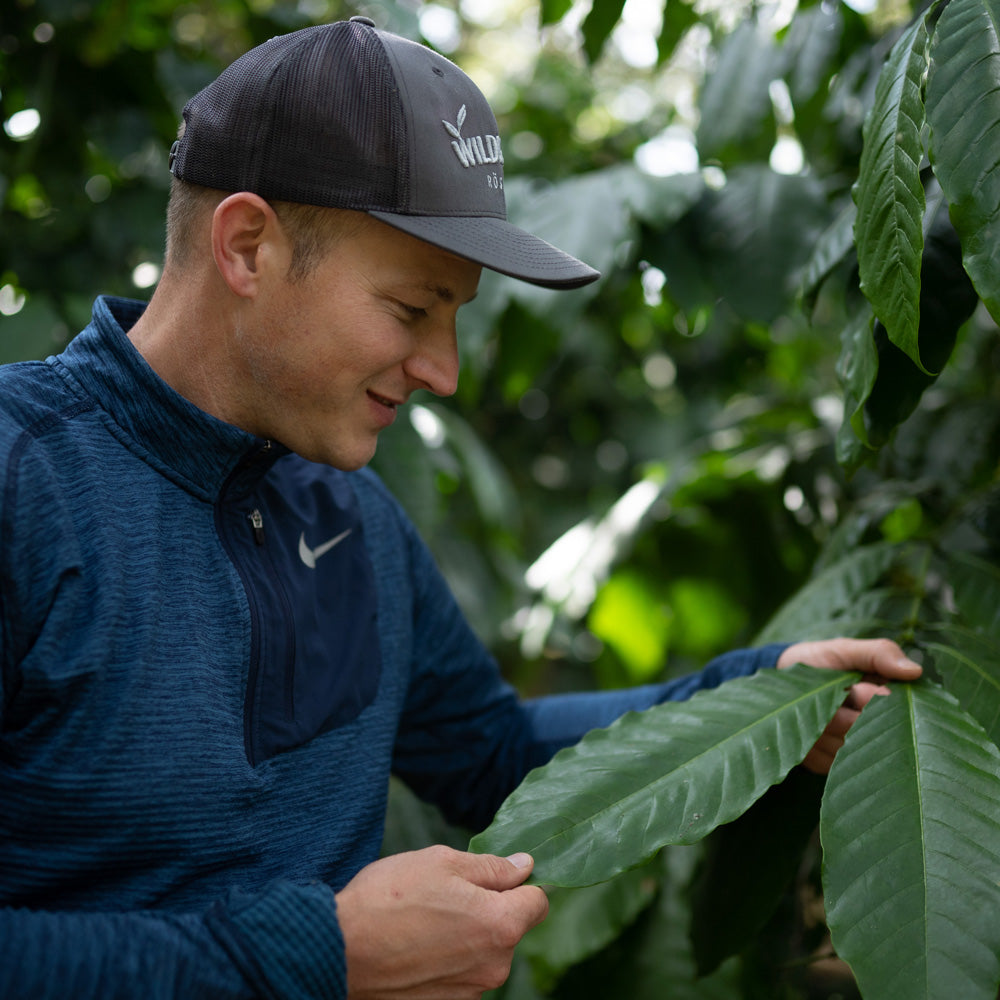 Anbau-in-Guatemala-Wildkaffee-Kaffeepflanze
