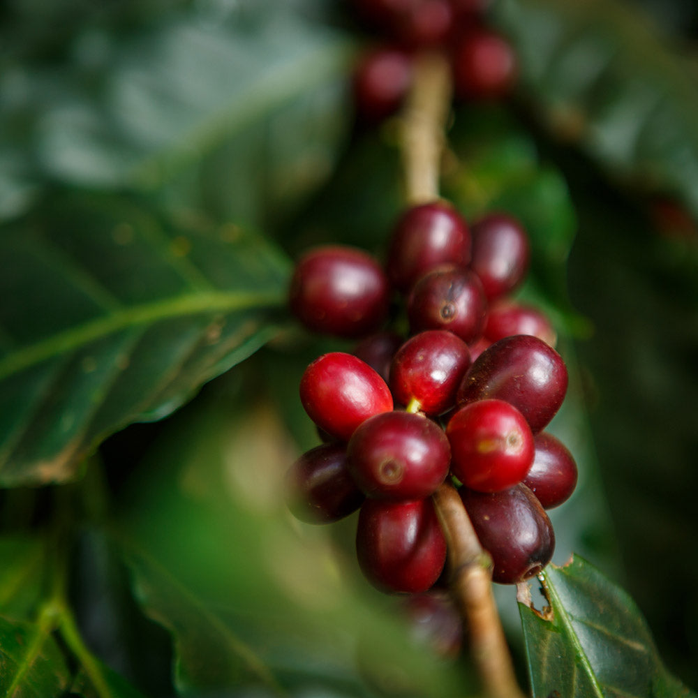 Bohnenvergleich-Wildkaffee-Roesterei-Kaffeepflanze