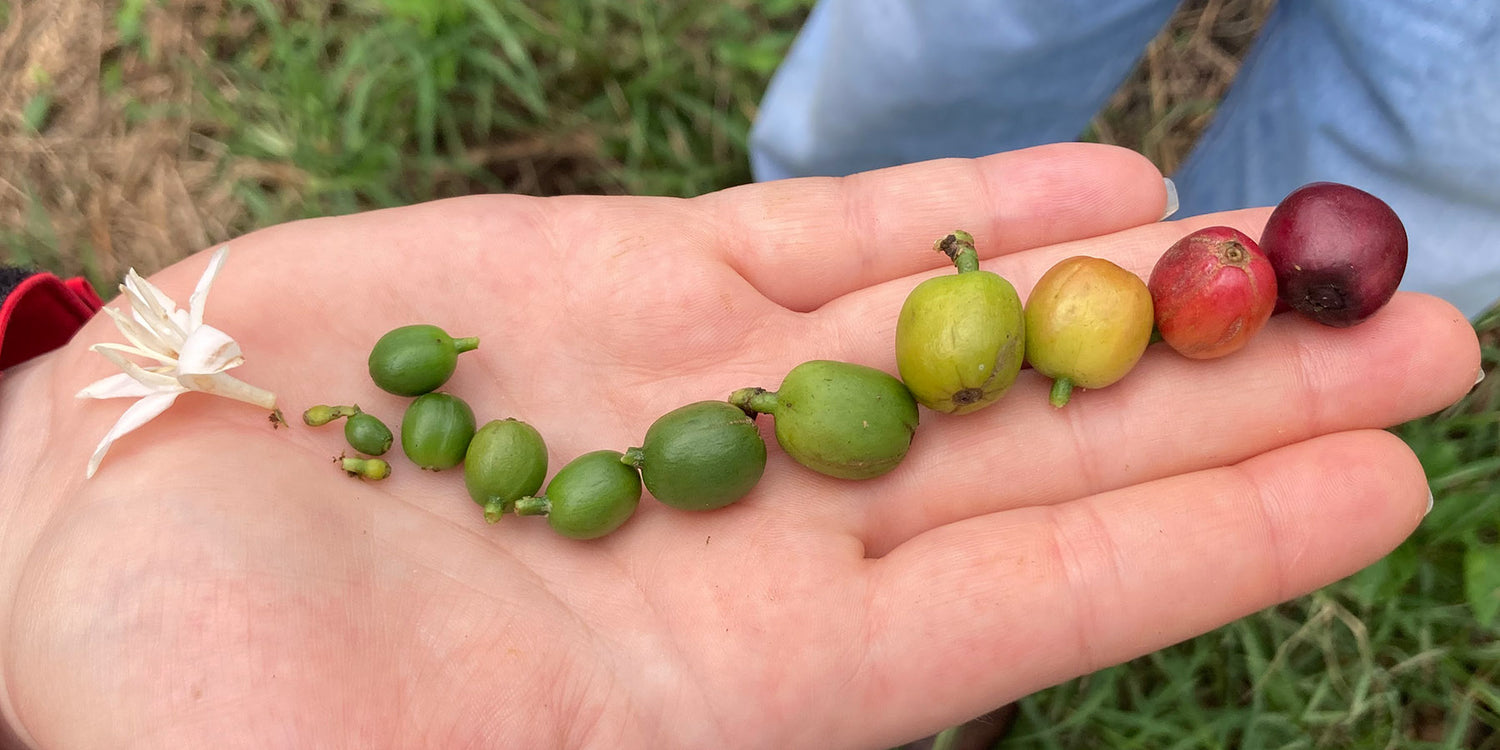 Bohnenvergleich-Wildkaffee-Roesterei-Kirschen