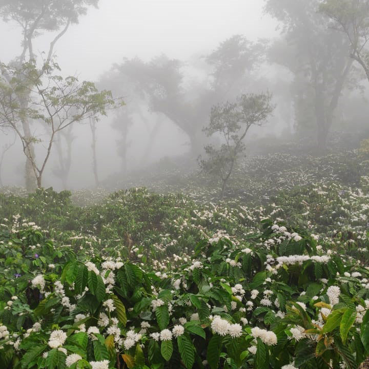 Canephora-Robusta-Indien-Wildkaffee-Roesterei-Kaffeefarm