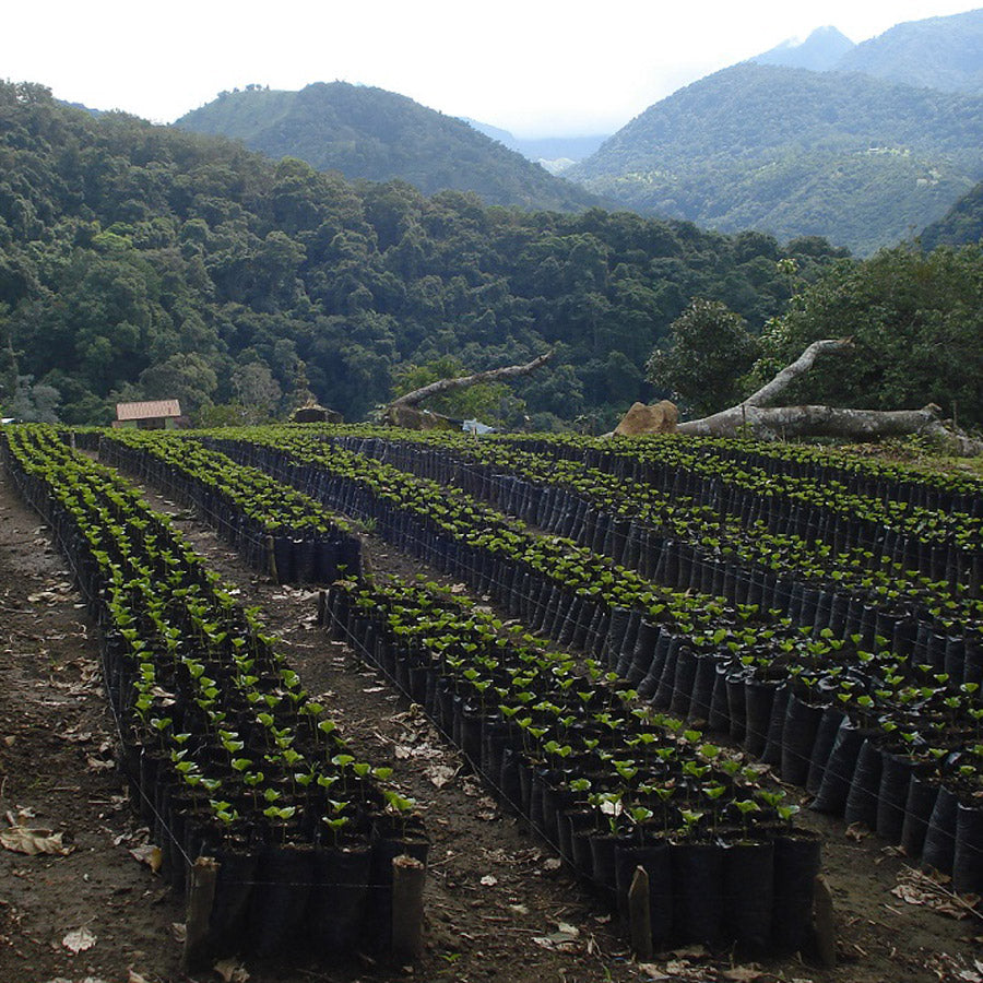 Geisha-Kaffee-die-wichtigstem-Fakten-zur-Kaffeespezialitaet-Wildkaffee-Roesterei-Panama