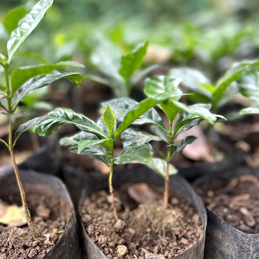 Donate a coffee plant