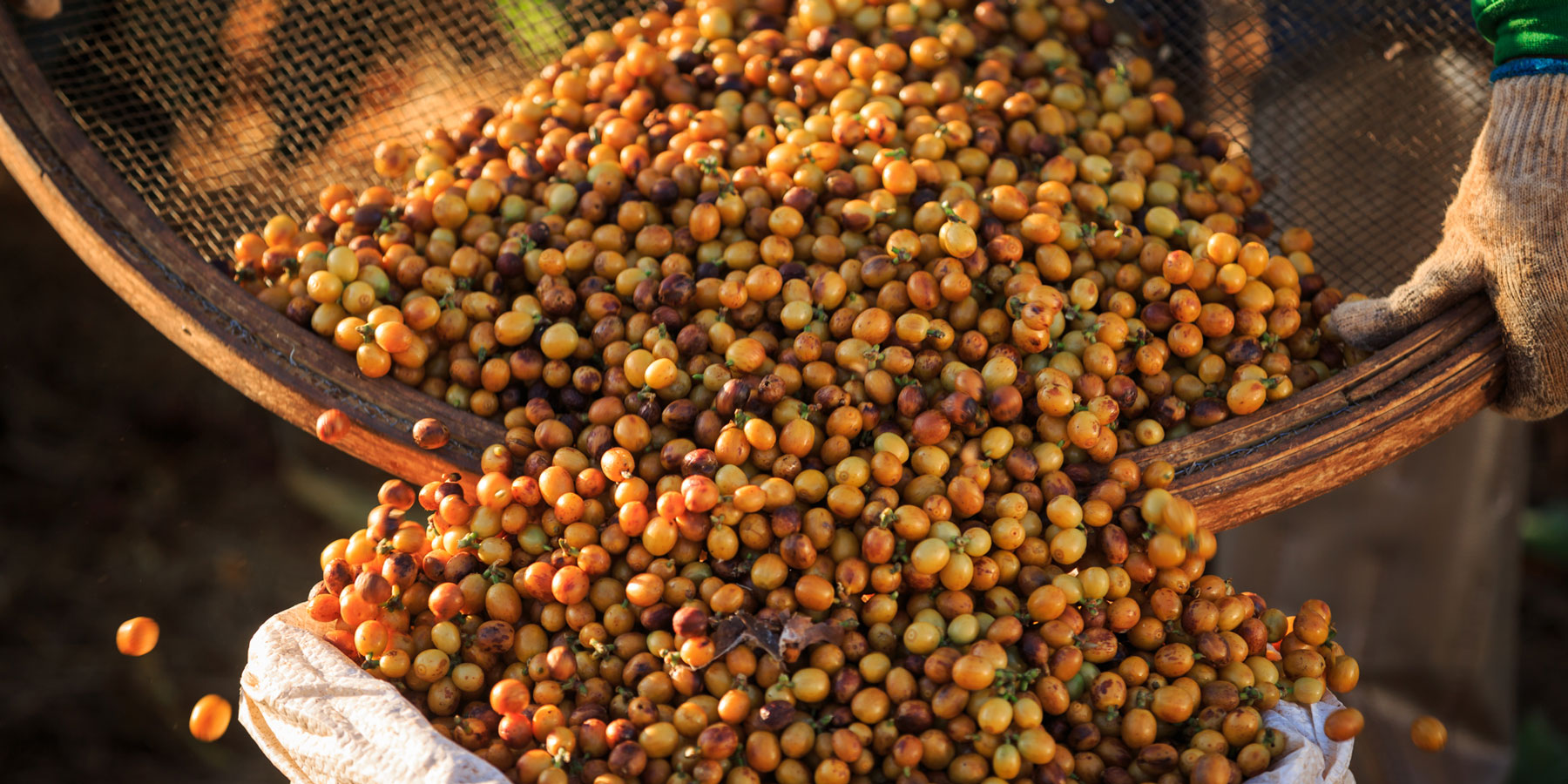 Kaffeepreis-so-setzt-er-sich-zusammen-wildkaffee-roesterei-nachhaltig-Brasil-Guatemala