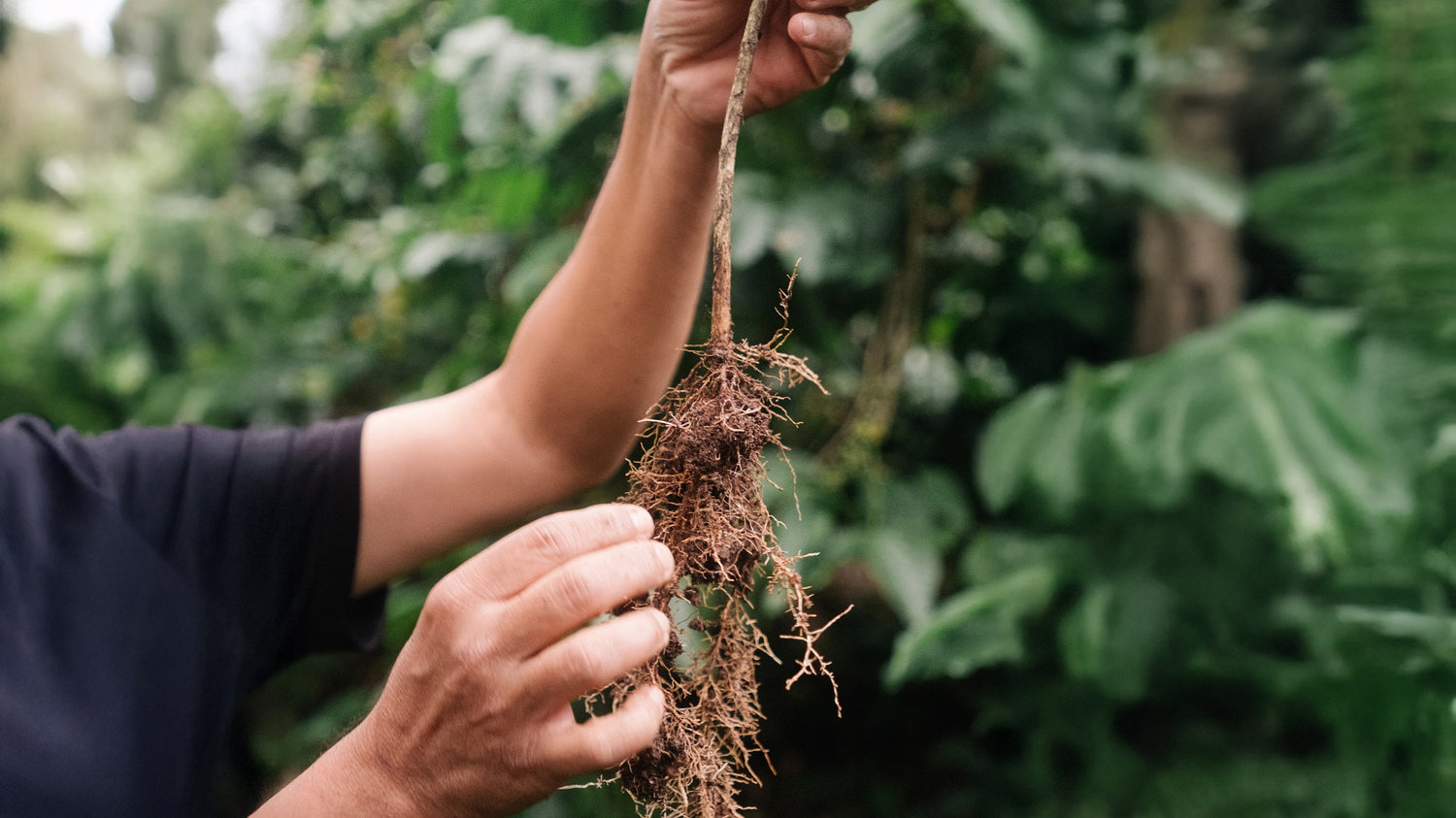 Hände halten Wurzeln von Kaffeepflanze in die Luft