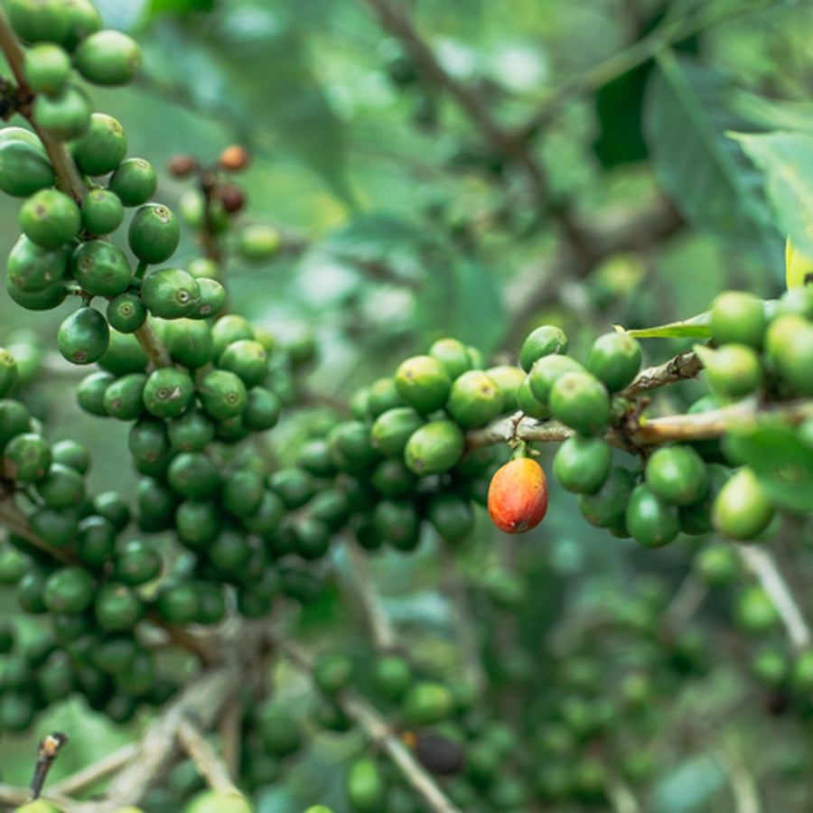 Urgeschmack-Kaffee-auf-der-Reise-zum-Ursprung-Wildkaffee-Roesterei-Land-Aethiopien