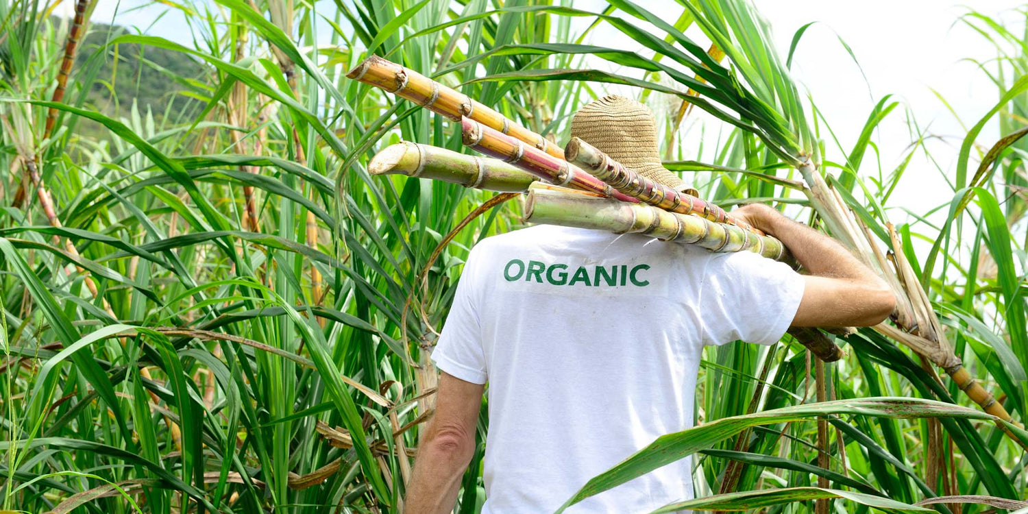 entkoffeiniert-Wildkaffee-Sugercane