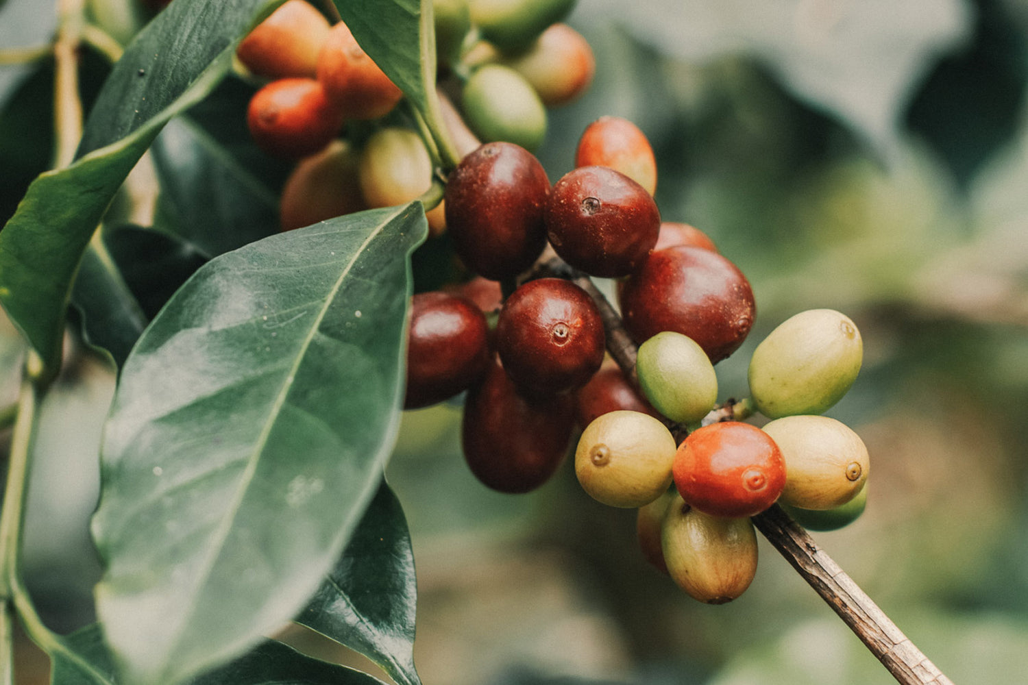 kaffeekirschen-Rwanda-fairer-Handel