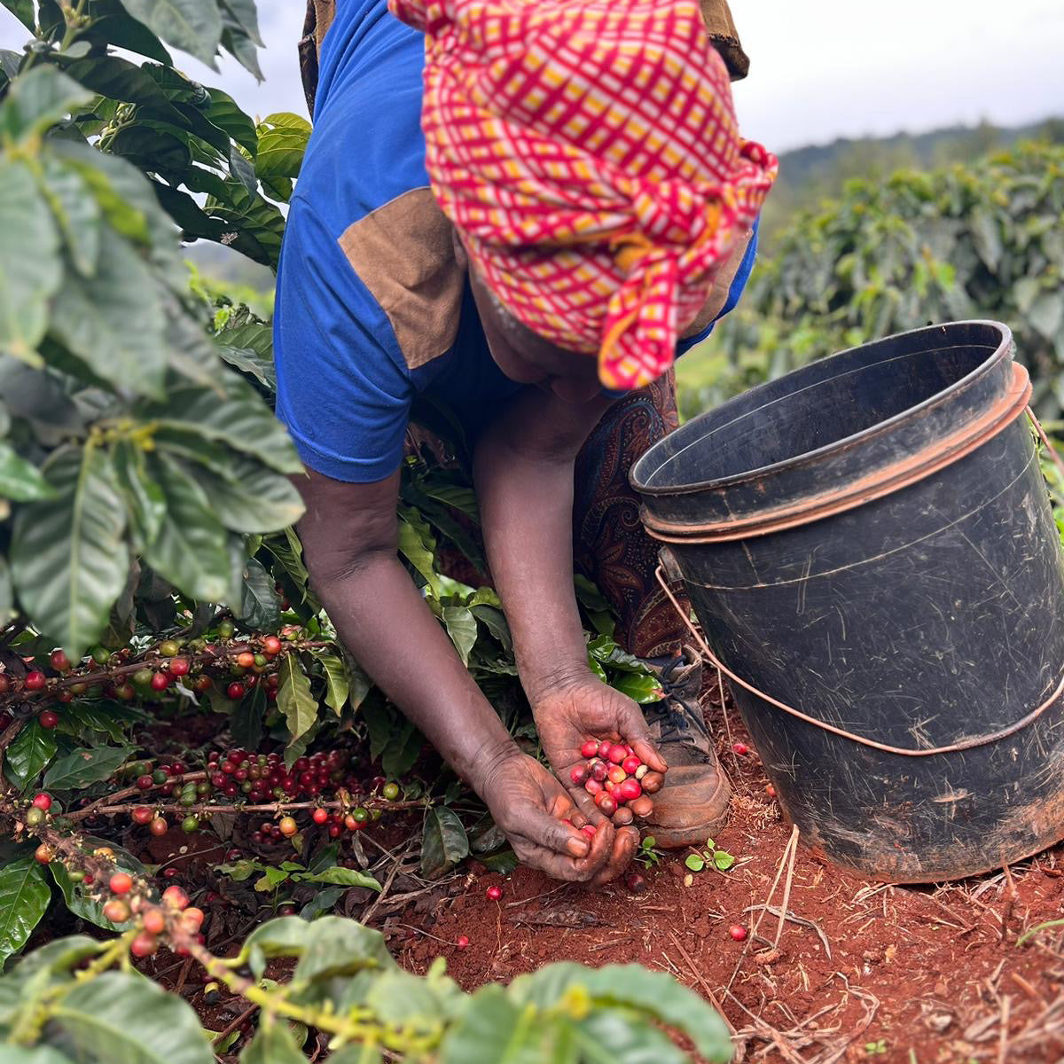 kenia-kaffeeernte-nachhaltig-fair-wildkaffee-direkter-handel